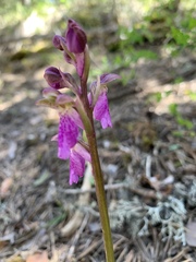 Orchis spitzelii