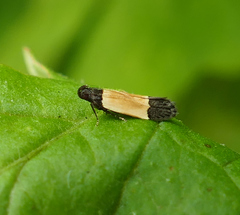 Anacampsis coverdalella