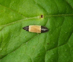 Anacampsis coverdalella