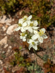 Thalictrum tuberosum