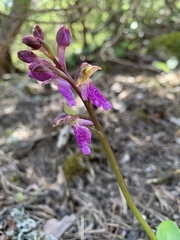 Orchis spitzelii