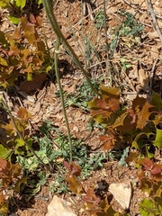 Thalictrum tuberosum