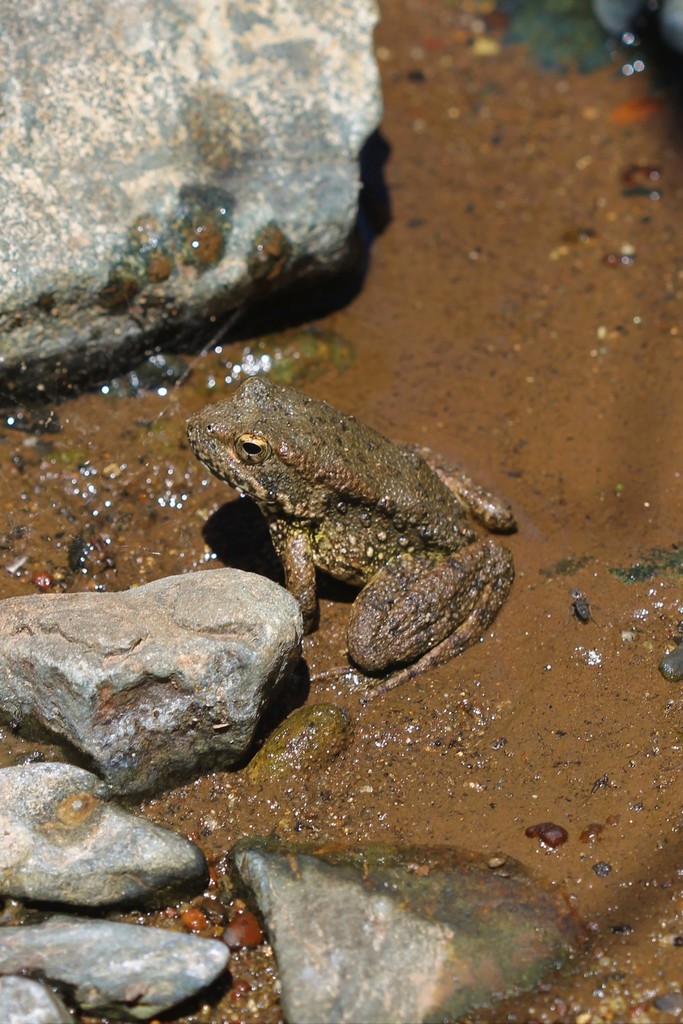 Foothill Yellow legged Frog In July 2019 By Cballntyne INaturalist foothill-yellow-legged-frog-in-july-2019-by-cballntyne-inaturalist