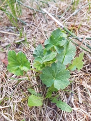 Heuchera richardsonii