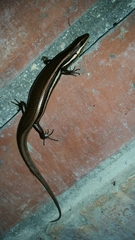Marisora roatanae