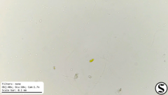 Chlorogonium