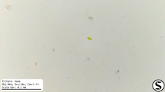Chlorogonium