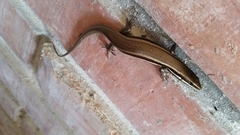 Marisora roatanae