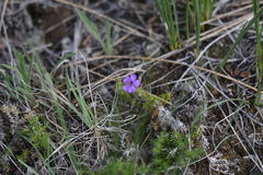 Phlox caespitosa