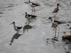 Himantopus mexicanus