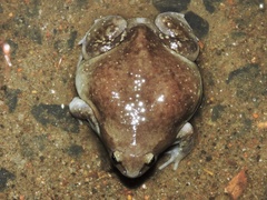 Uperodon globulosus