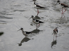 Himantopus mexicanus