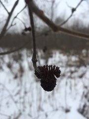 Alnus incana rugosa
