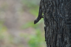 Tropidurus etheridgei