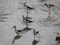Himantopus mexicanus