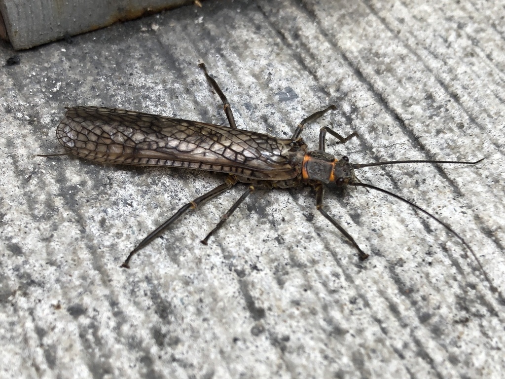 Giant Stoneflies