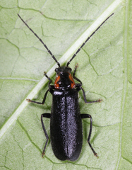 Rhagonycha angulata