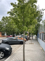 Acer negundo