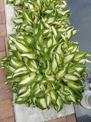 Hosta undulata