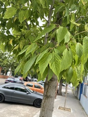 Acer negundo