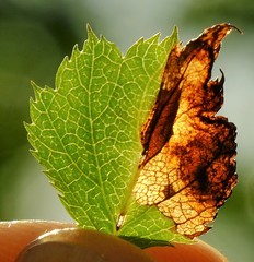 Orchestes pallicornis