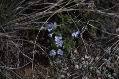 Phlox douglasii