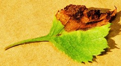 Orchestes pallicornis