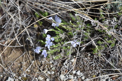 Phlox douglasii