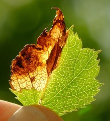 Orchestes pallicornis