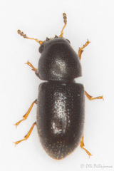 Sulcacis
