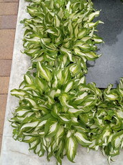 Hosta undulata