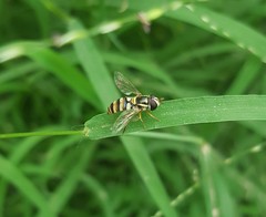 Ischiodon