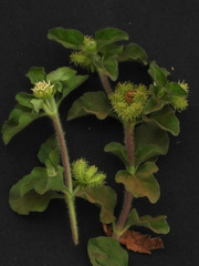 Acanthospermum australe