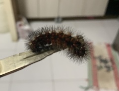 Spilosomina
