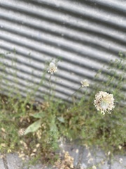 Plantago lanceolata