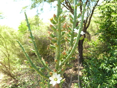 Opuntia salmiana