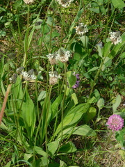 Plantago lanceolata