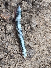 Ommatoiulus lusitanus