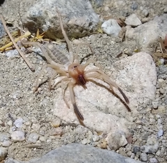 Eremobatinae