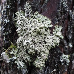 Hypogymnia farinacea