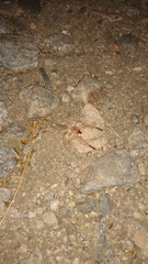 Eremobatinae