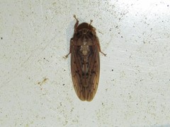 Ponana rubida