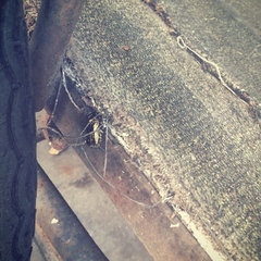 Protaetia orientalis