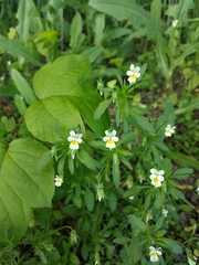 Viola arvensis