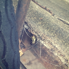 Protaetia orientalis