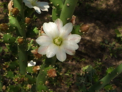 Opuntia salmiana