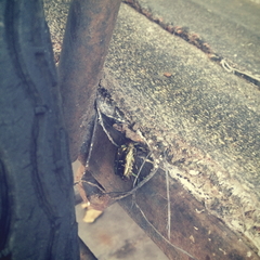 Protaetia orientalis