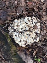 Fungi