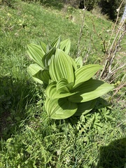 Veratrum lobelianum