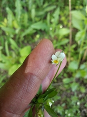 Viola arvensis